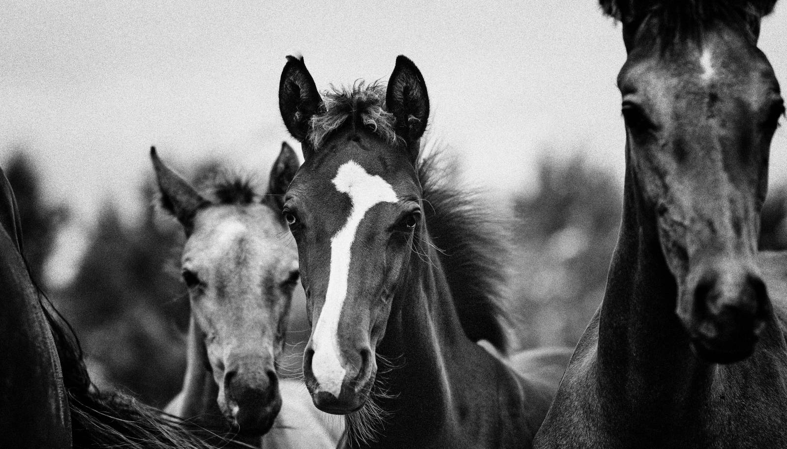 Longines World’s Best Racehorse