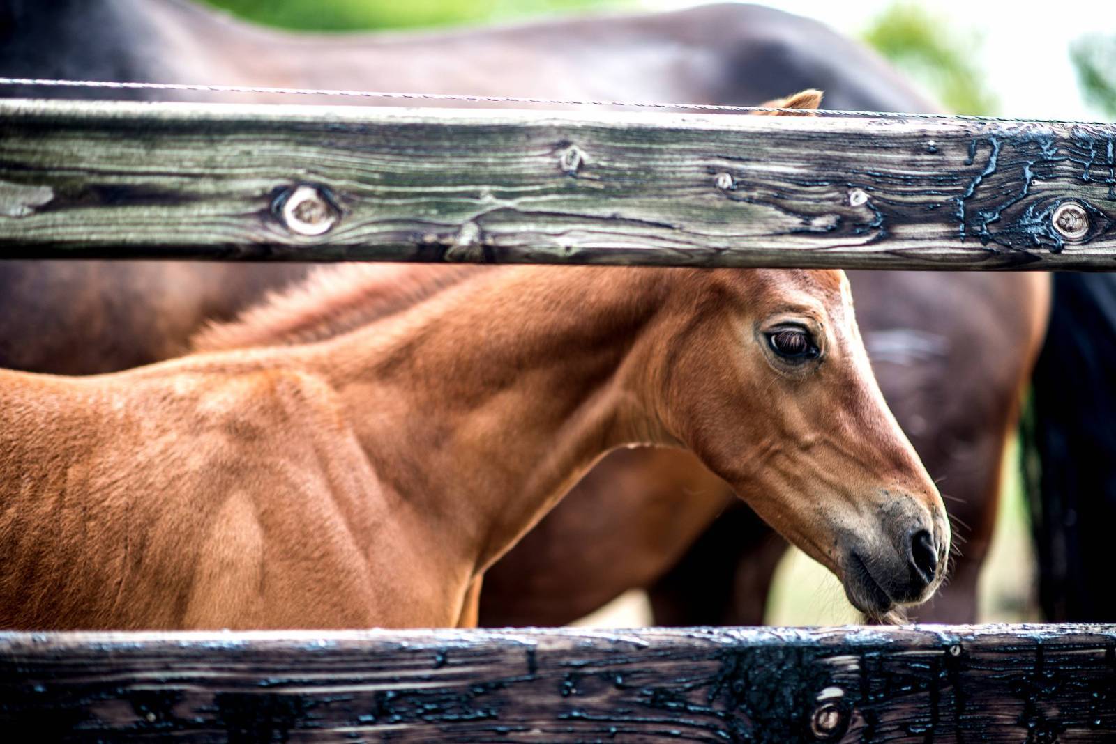 Longines World’s Best Racehorse