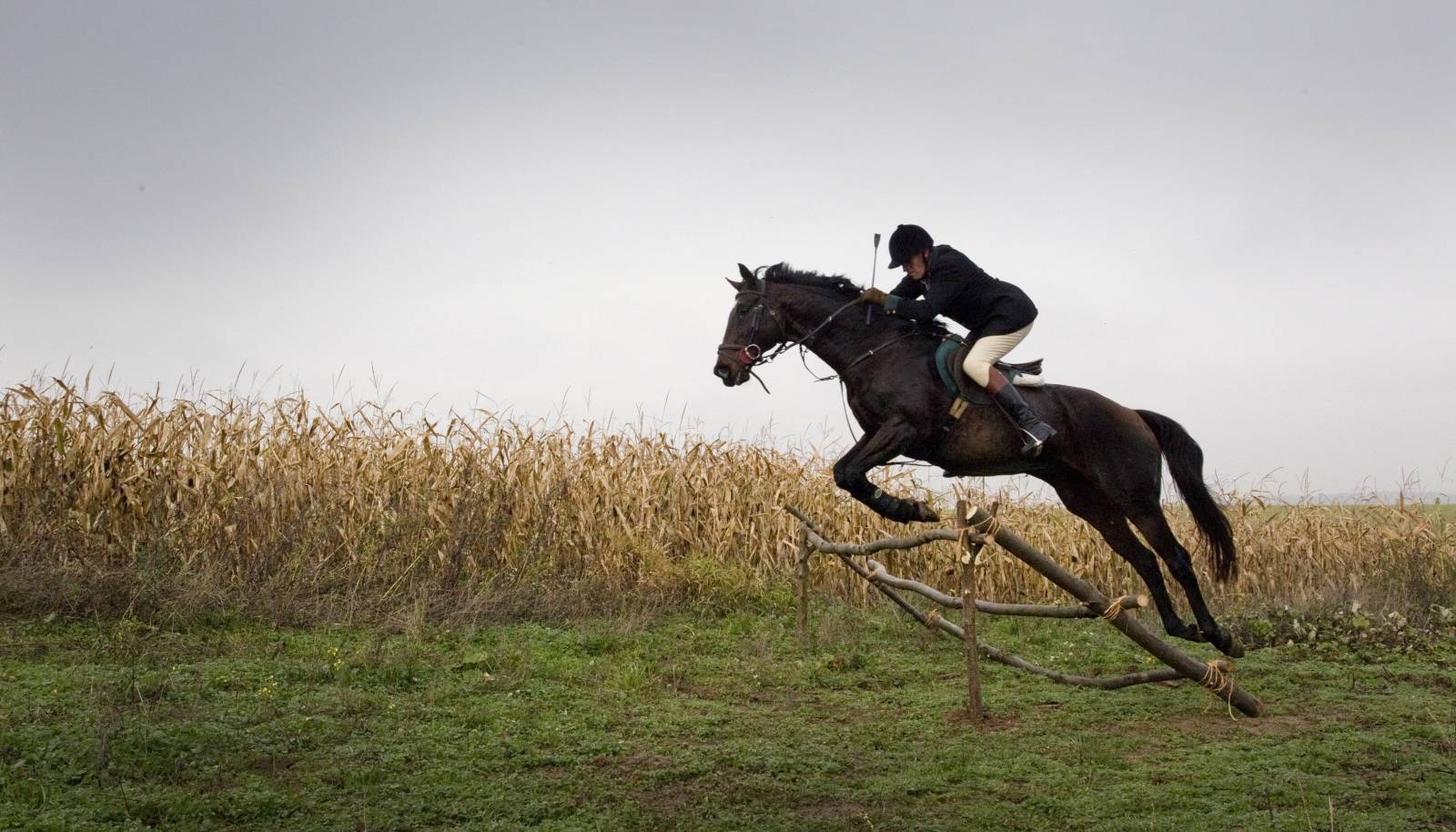 Longines World’s Best Racehorse